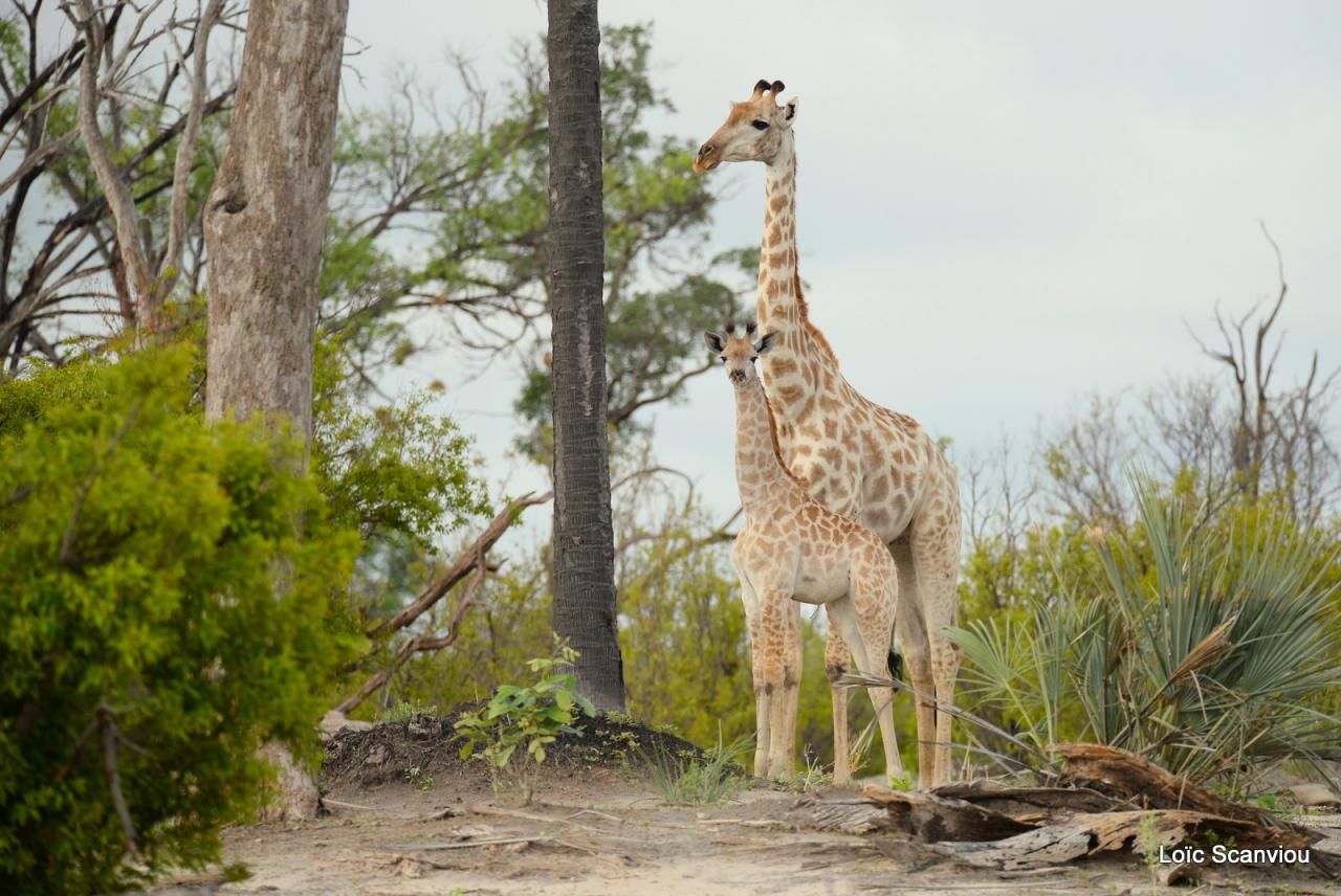 Girafe/Giraffe (13)