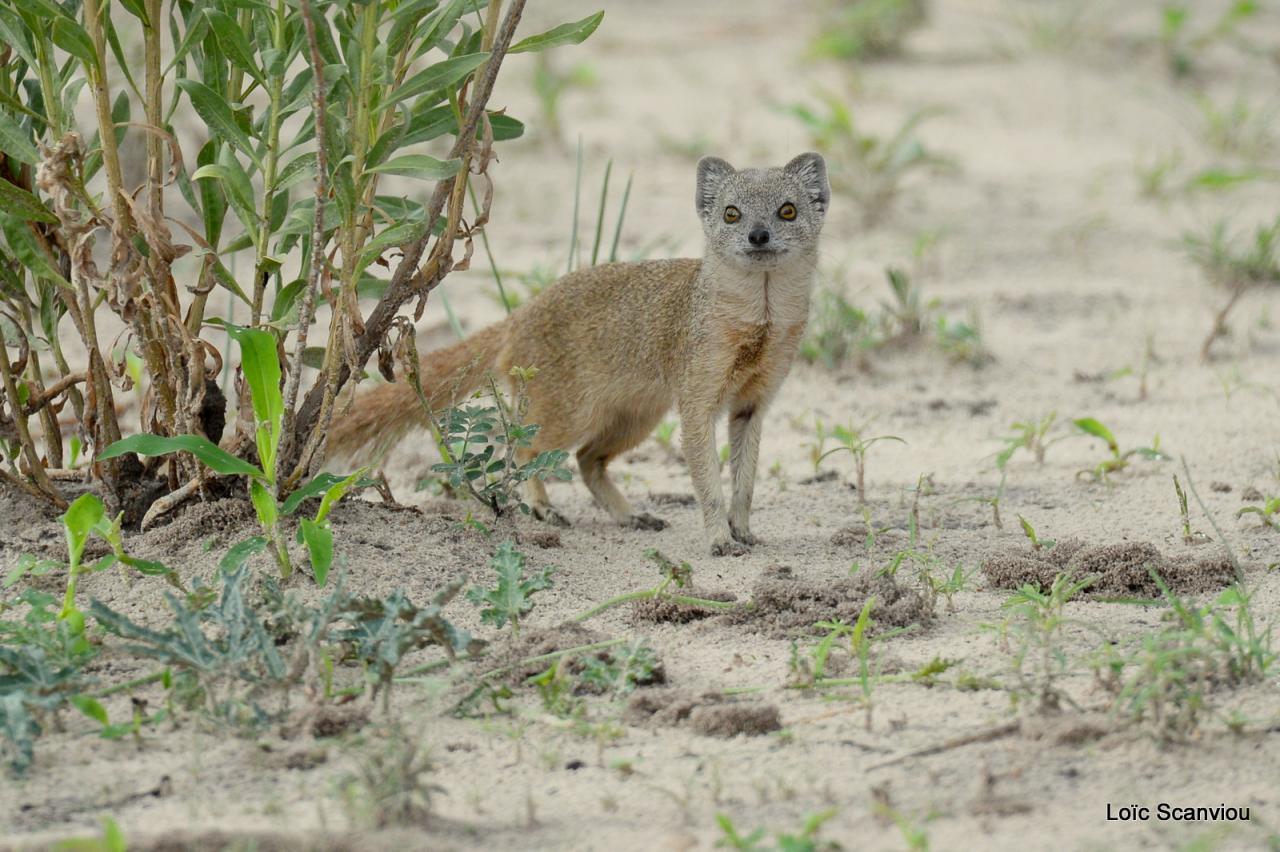 Mangouste/Mongoose (1)