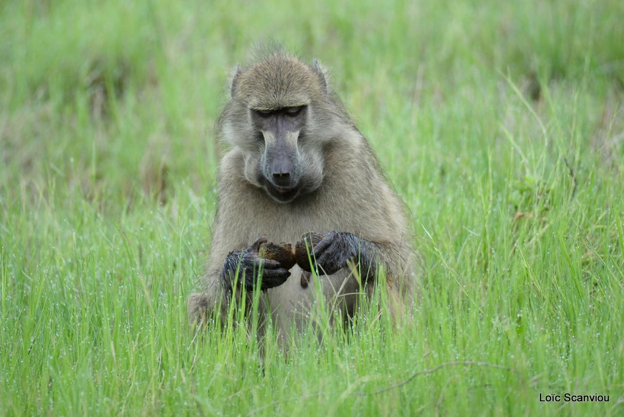 Babouin/Baboon (2)