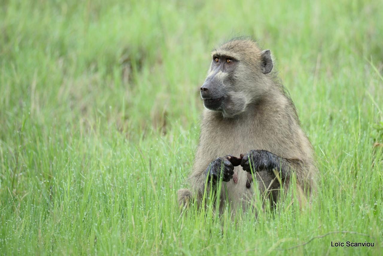 Babouin/Baboon (3)