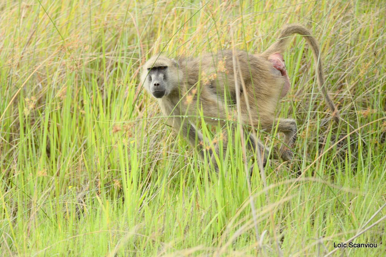 Babouin/Baboon (4)
