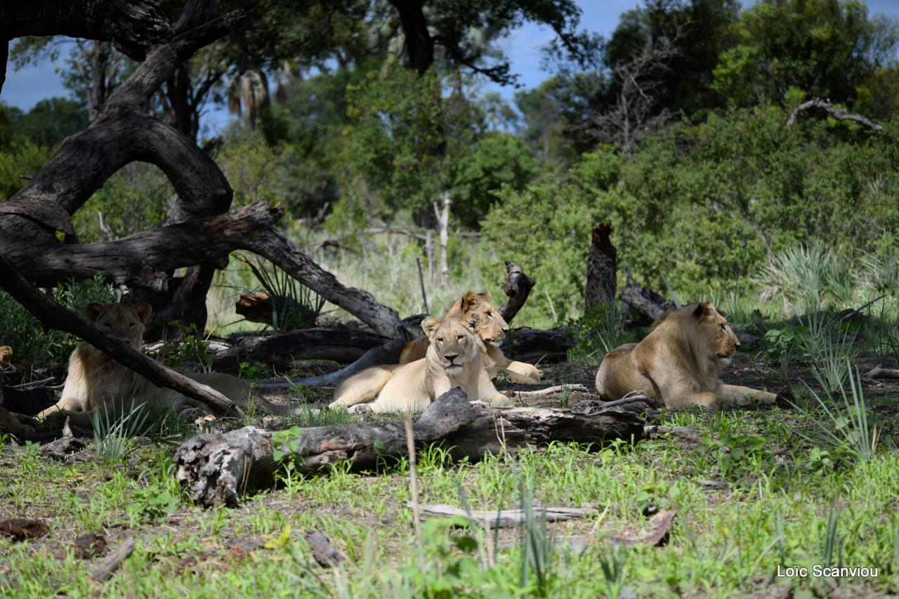 Lion (1)