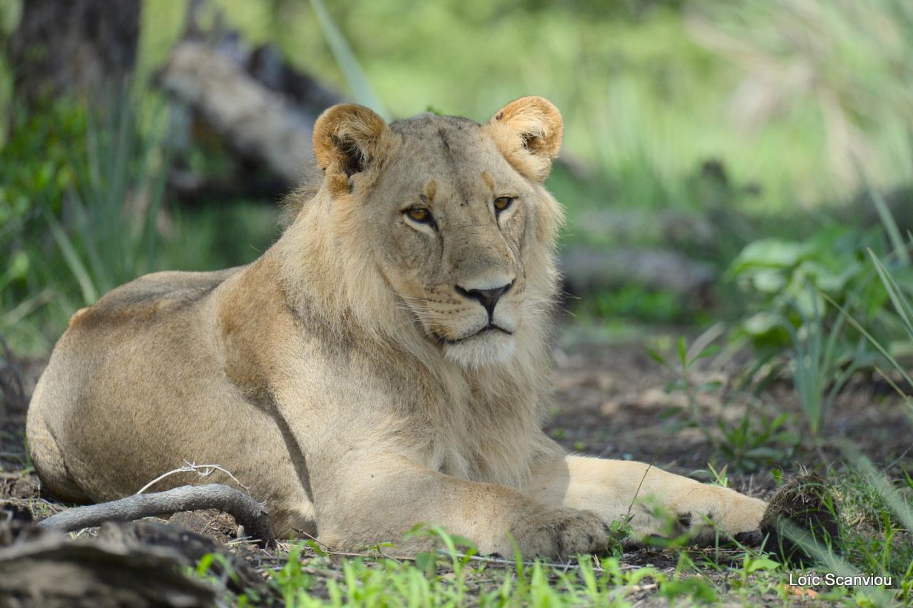 Lion (2)