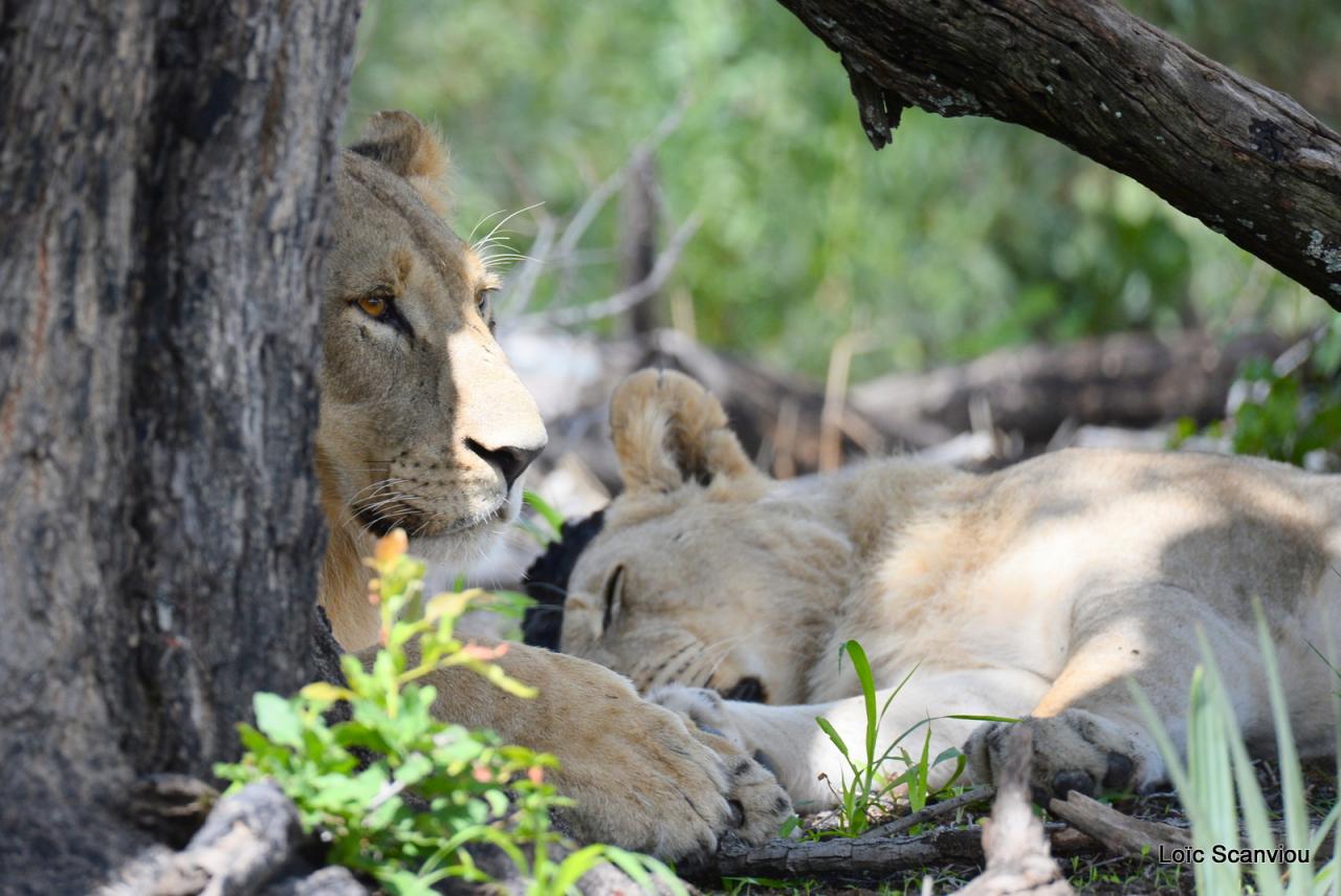 Lion (3)