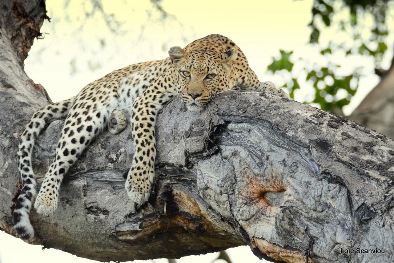 Léopard dans un arbre (1)