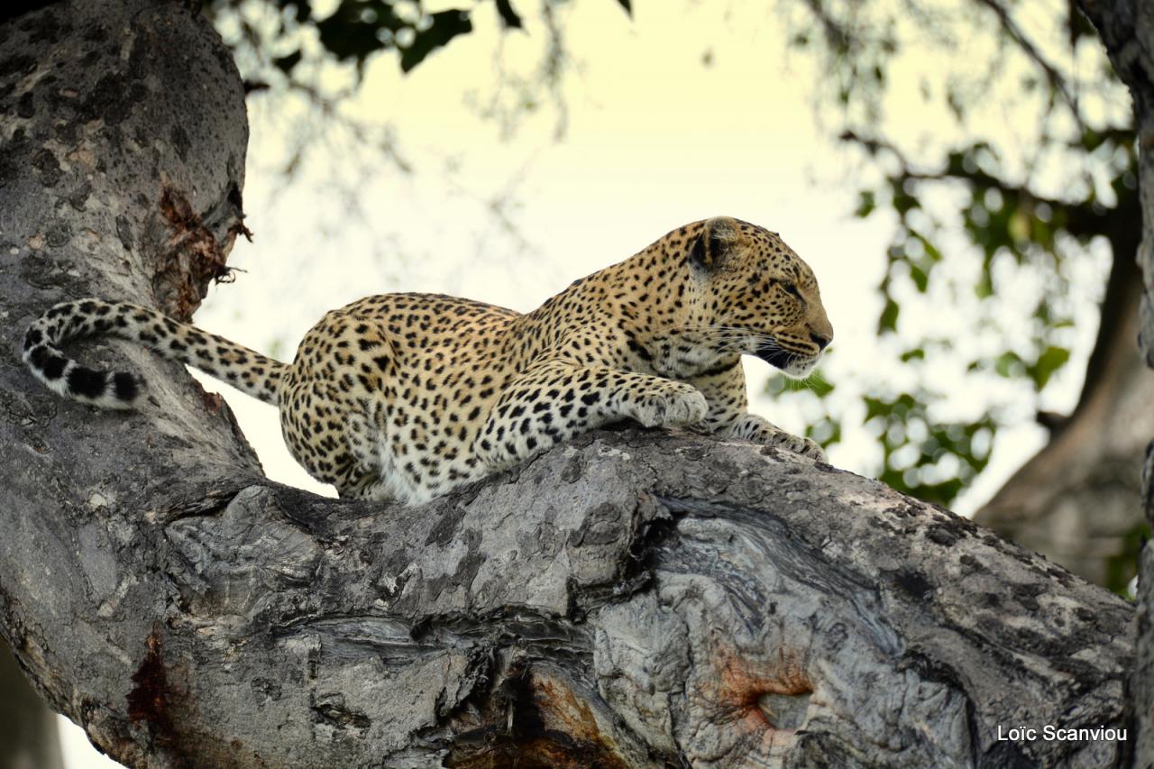 Léopard dans un arbre (2)