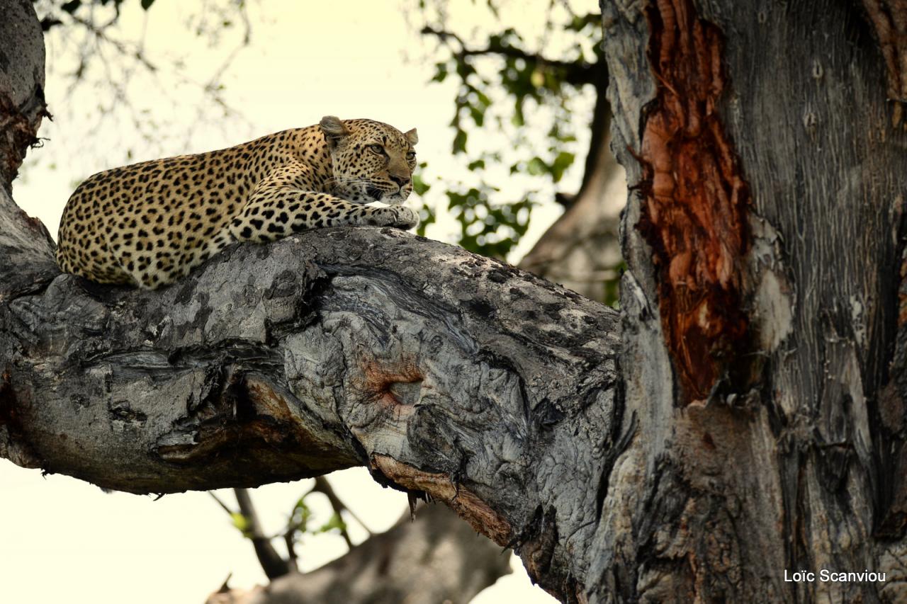 Léopard dans un arbre (3)