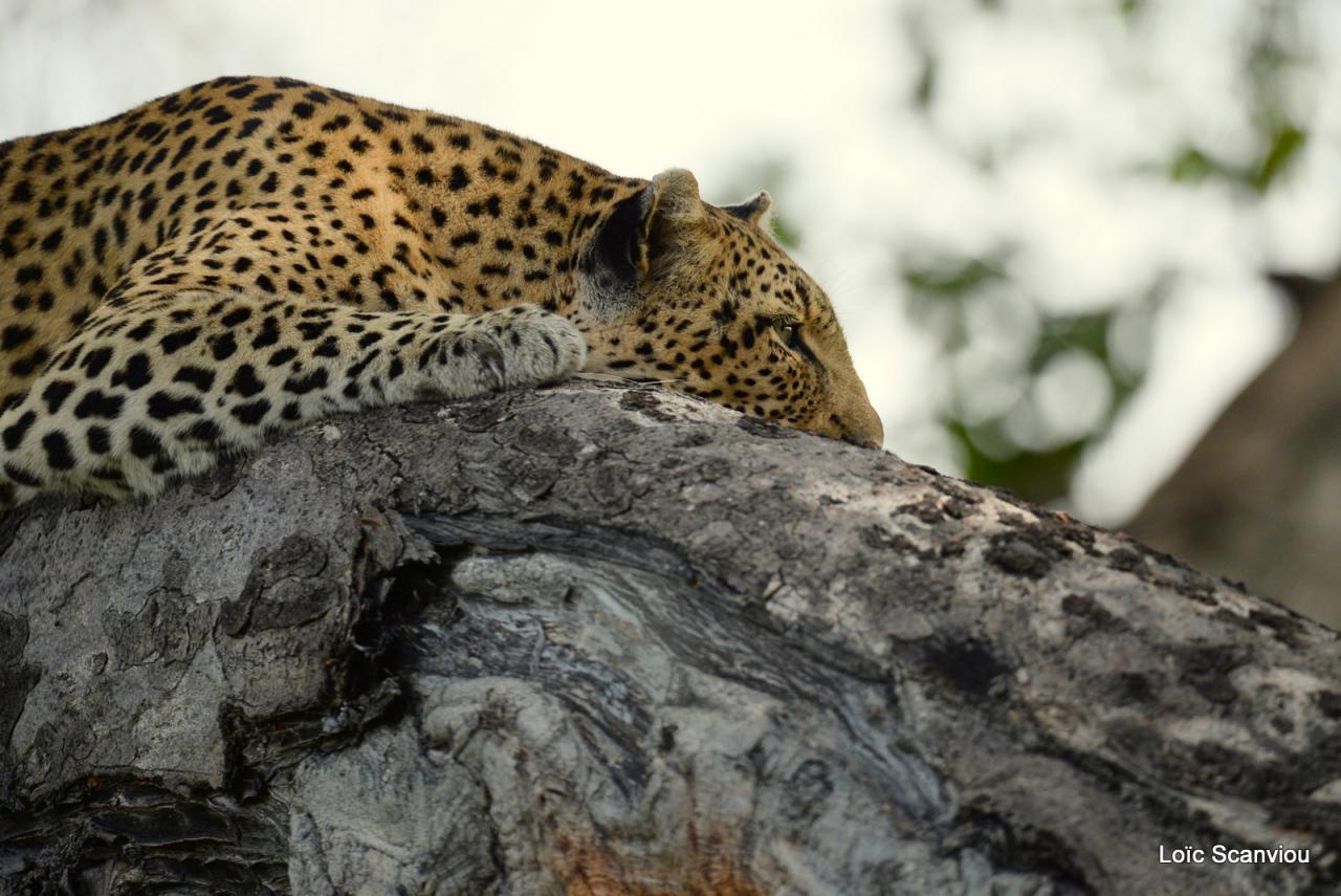 Léopard dans un arbre  (4)