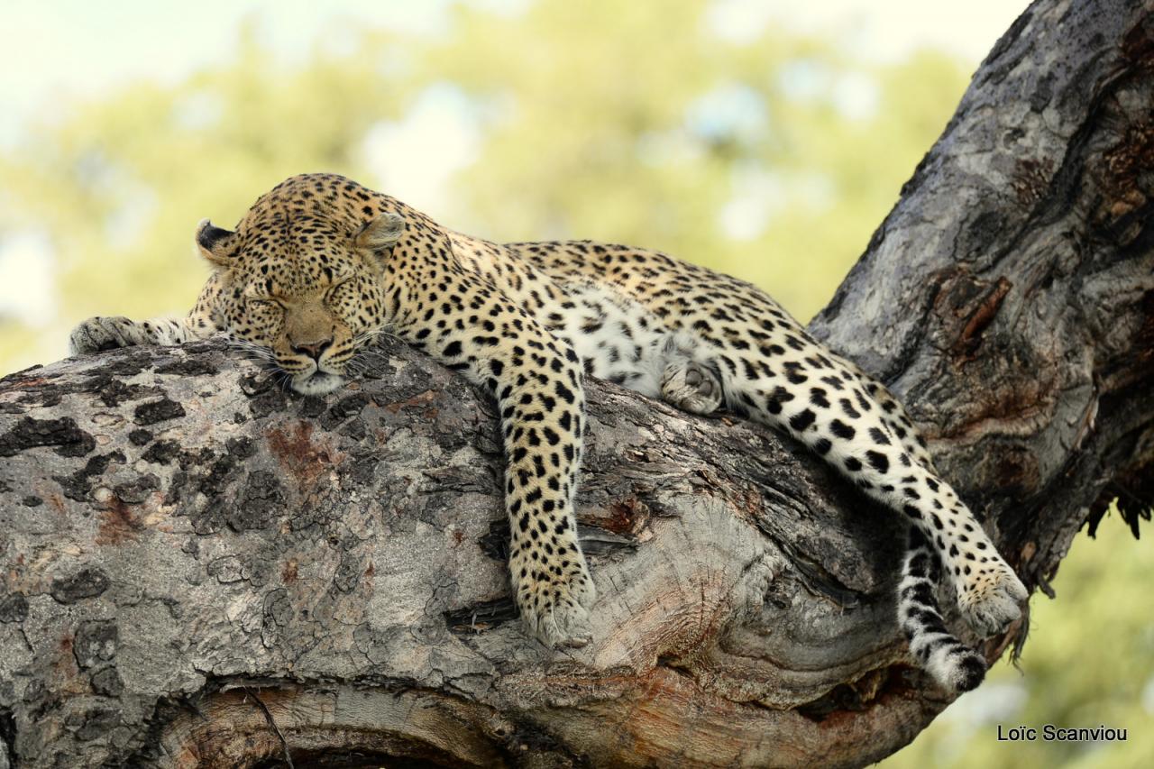 Léopard dans un arbre (7)