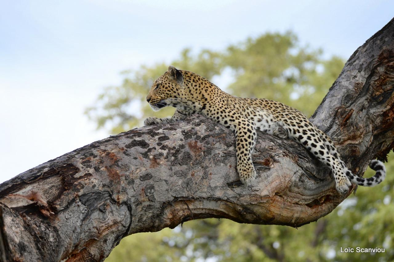 Léopard dans un arbre (8)