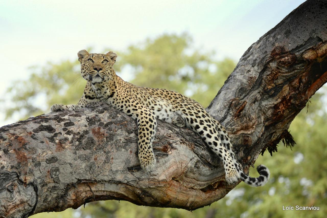 Léopard dans un arbre (9)