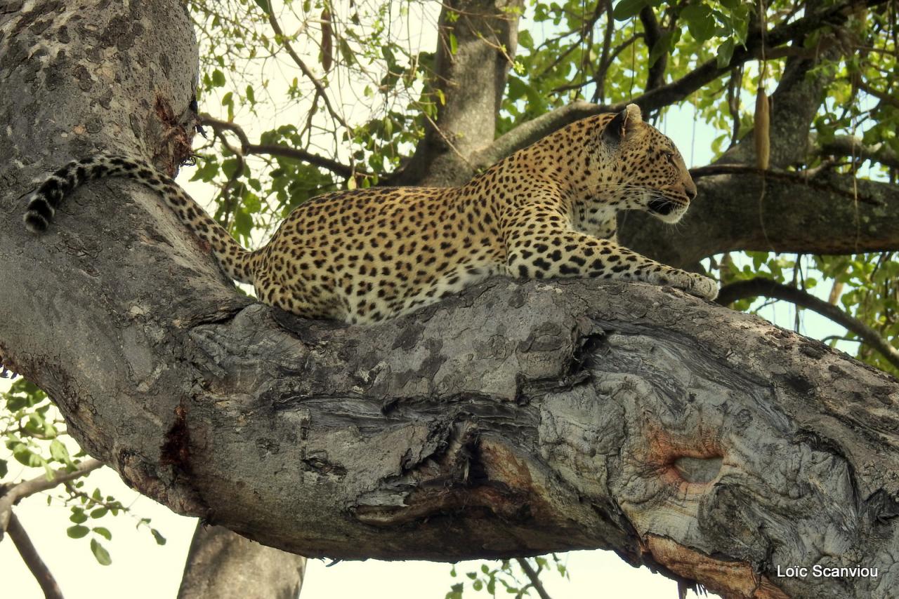 Léopard dans un arbre (17)