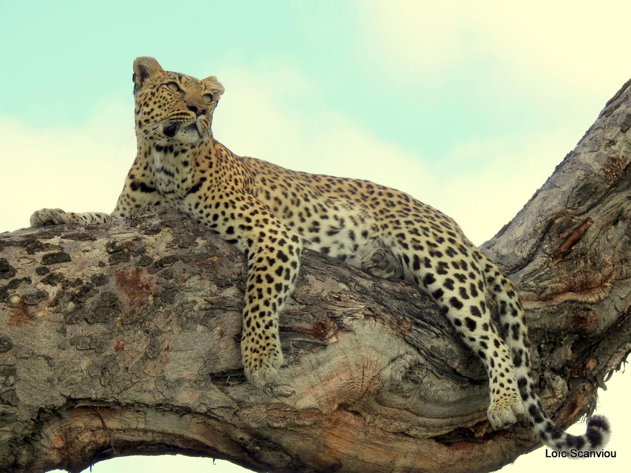 Léopard dans un arbre (18)