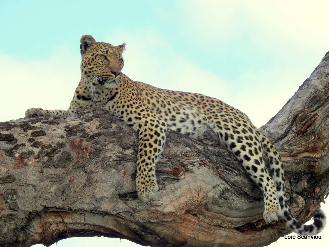 Léopard dans un arbre (19)