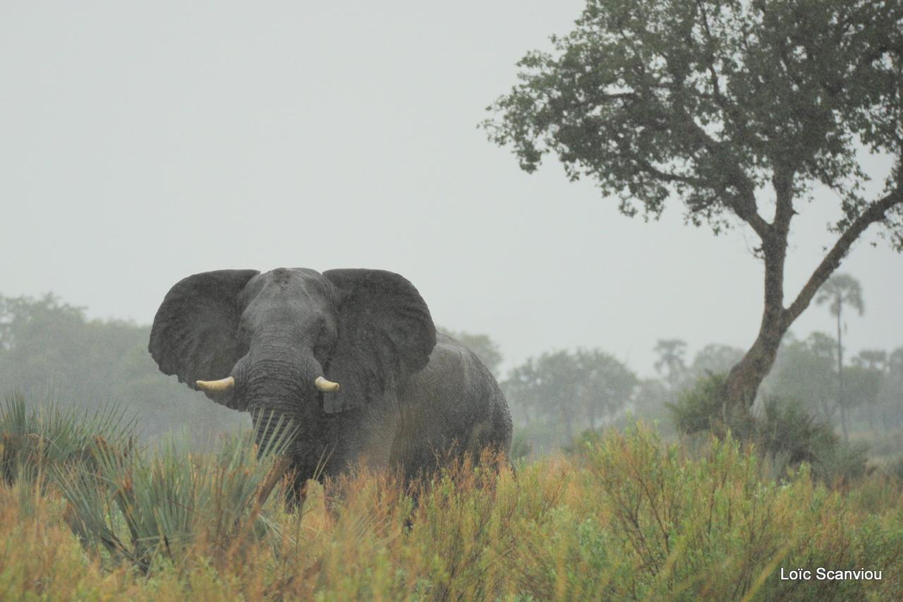 Eléphant (31)