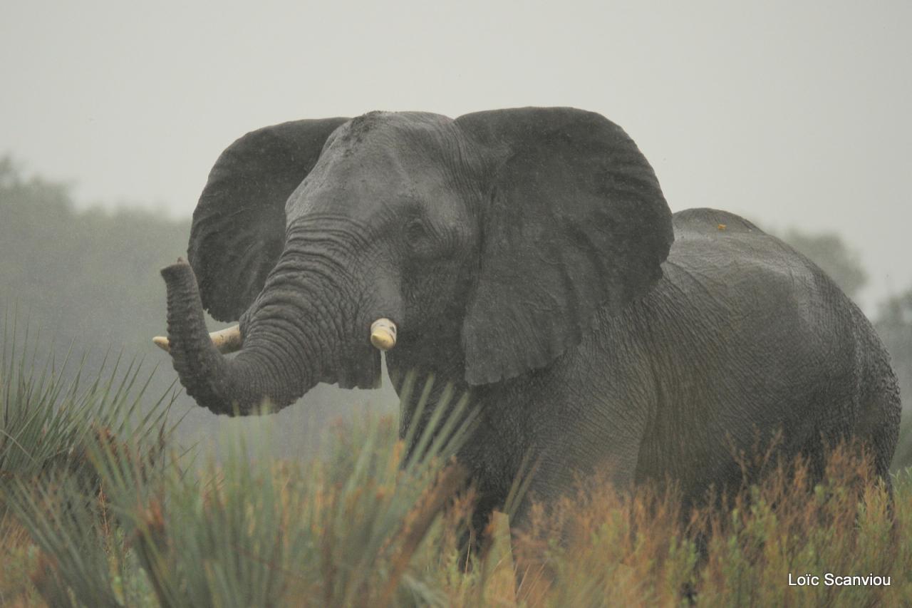 Eléphant (32)