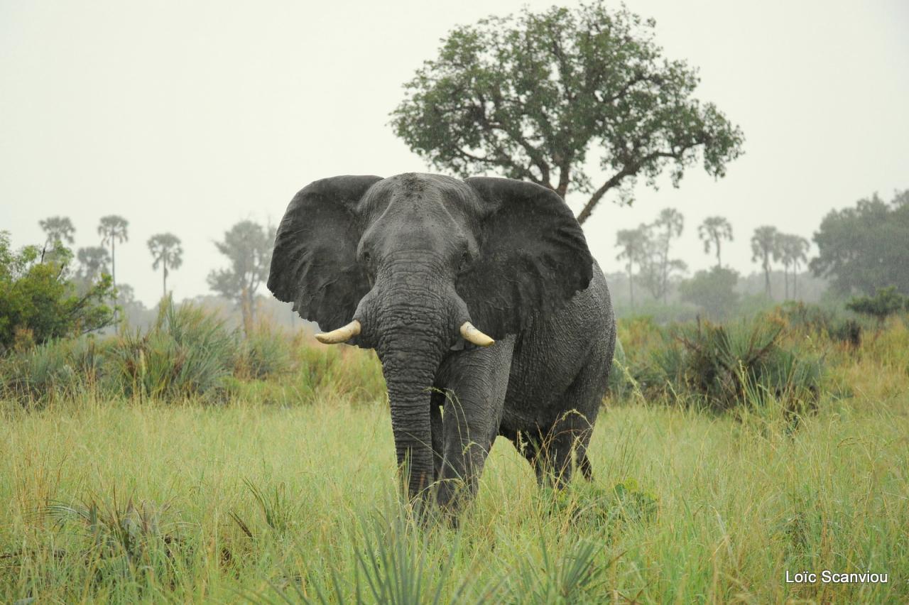 Eléphant (33)