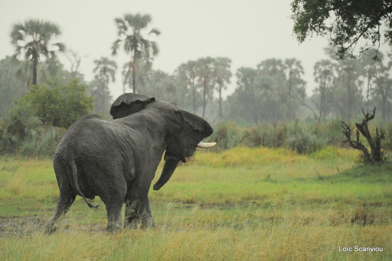 Eléphant (34)