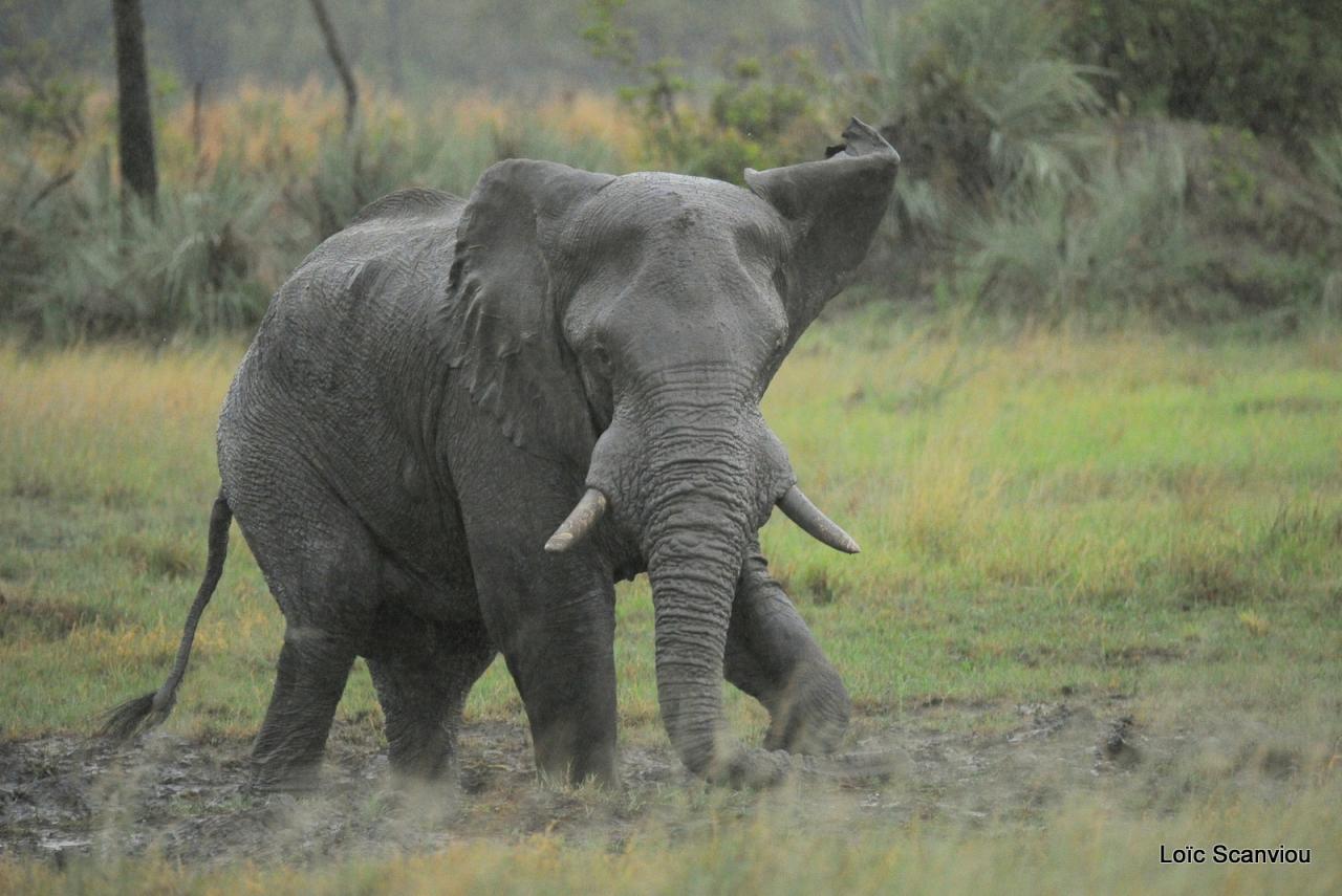 Eléphant (35)