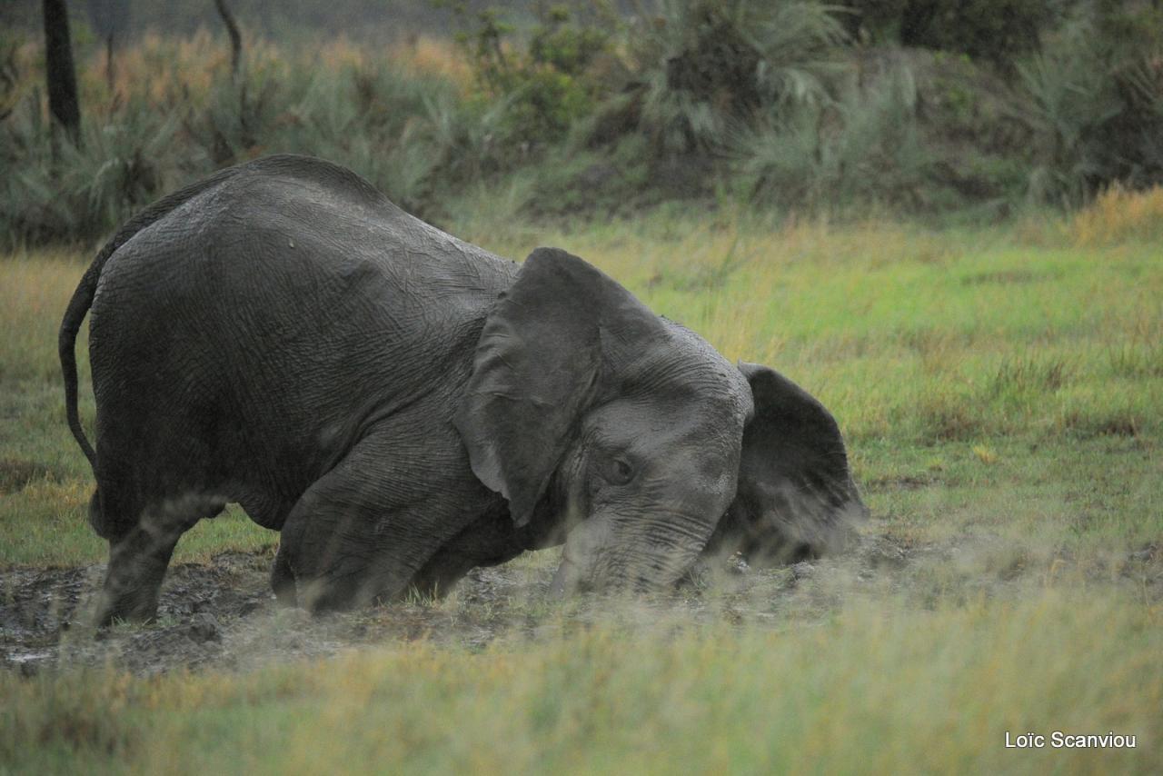 Eléphant (36)