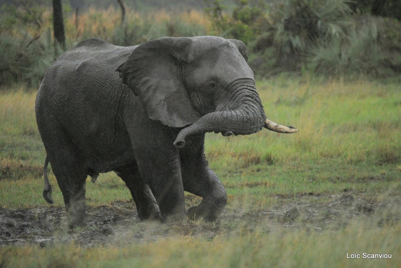 Eléphant (37)