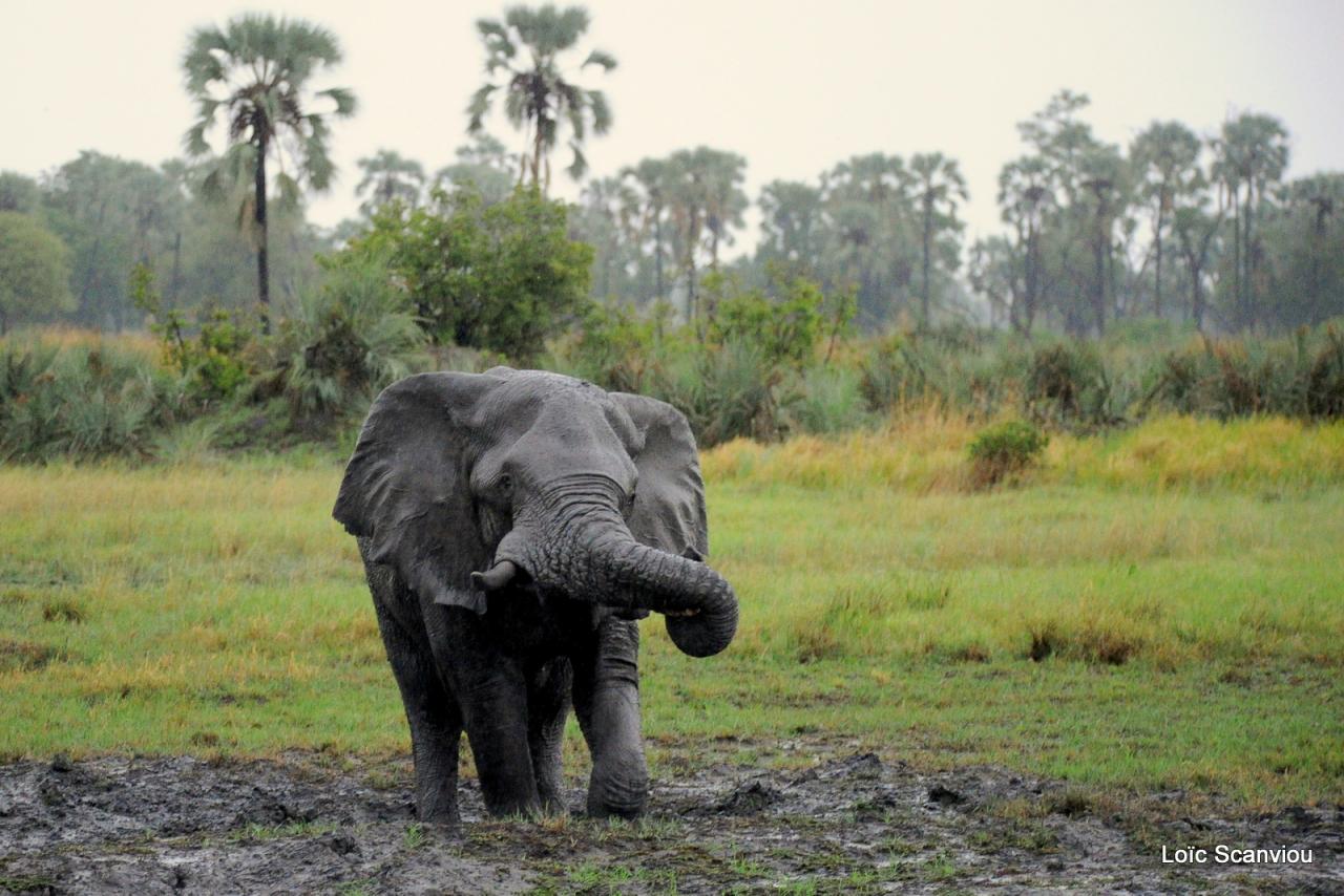 Eléphant (38)