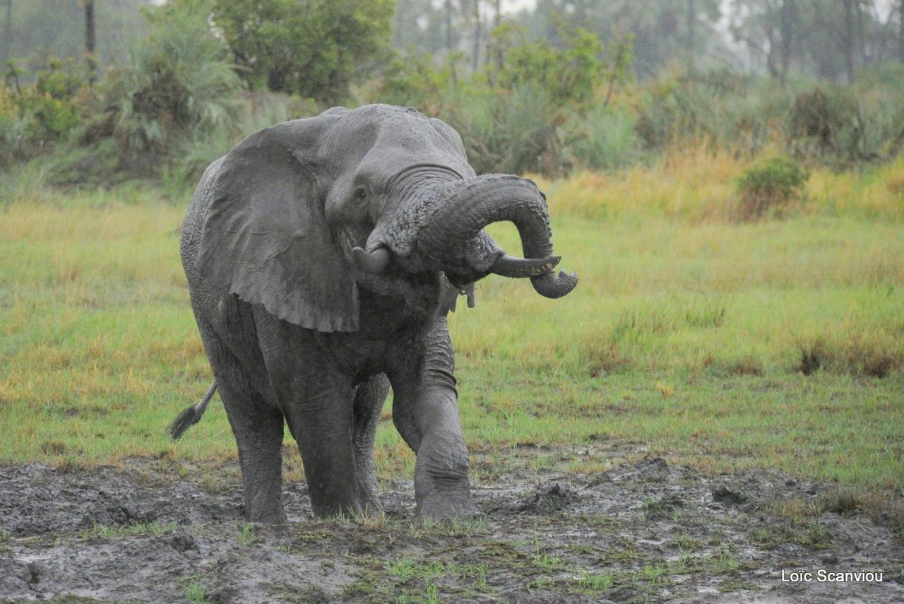 Eléphant (39)