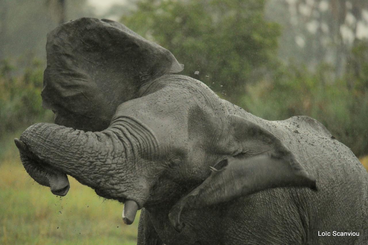 Eléphant (41)