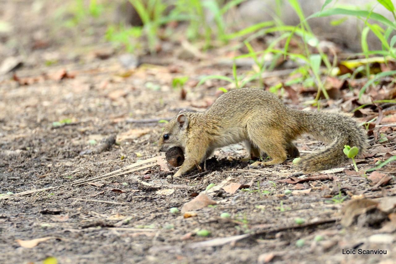 Ecureil/Squirrel (1)