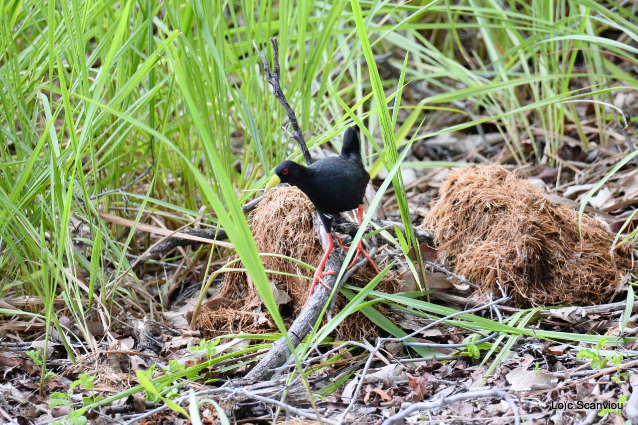 Râle à bec jaune/Black Crake (2)