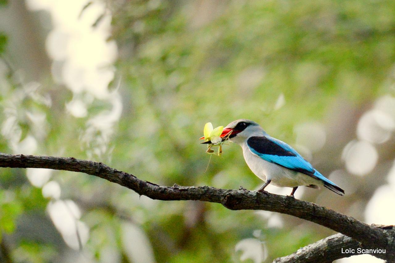 Martin-chasseur du Sénégal/Woodland Kingfisher (2)