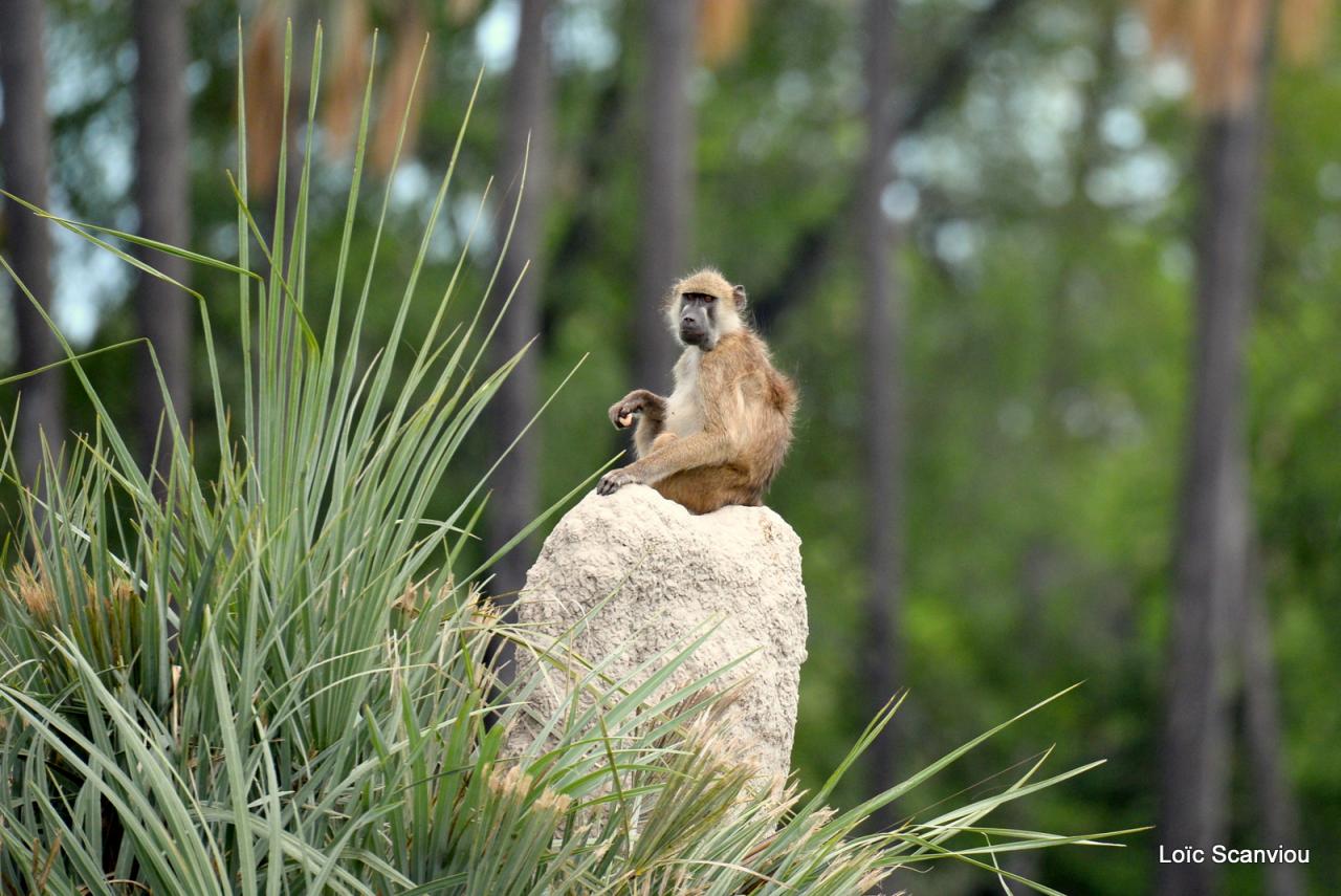 Babouin/Baboon (5)