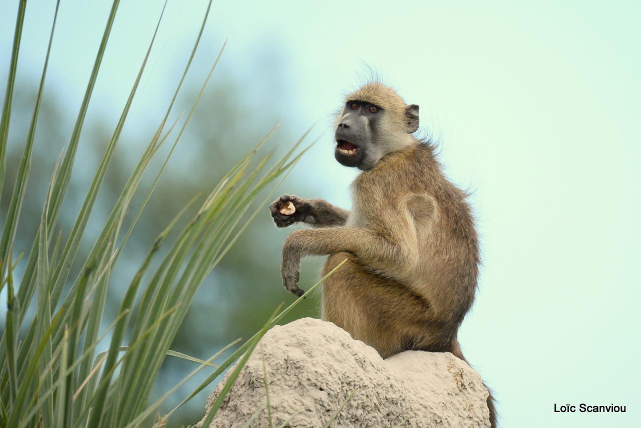 Babouin/Baboon (6)