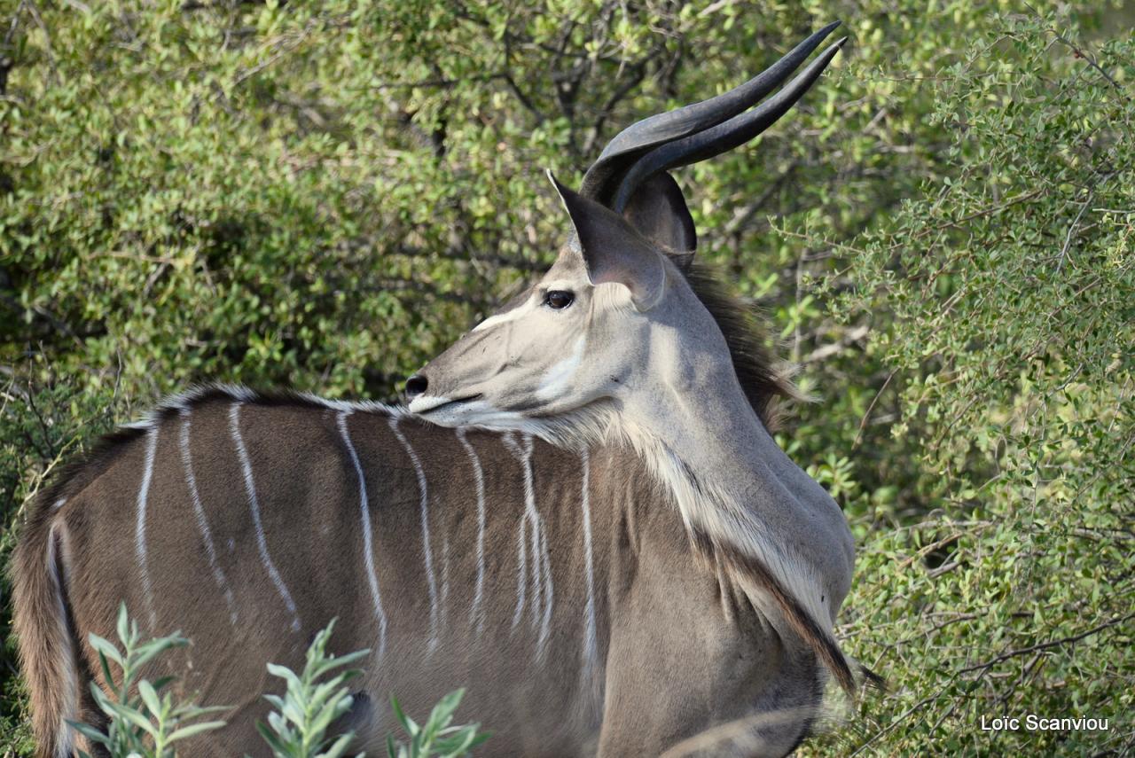 Koudou/Kudu (6)