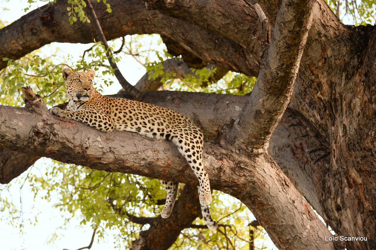Léopard dans un arbre (20)