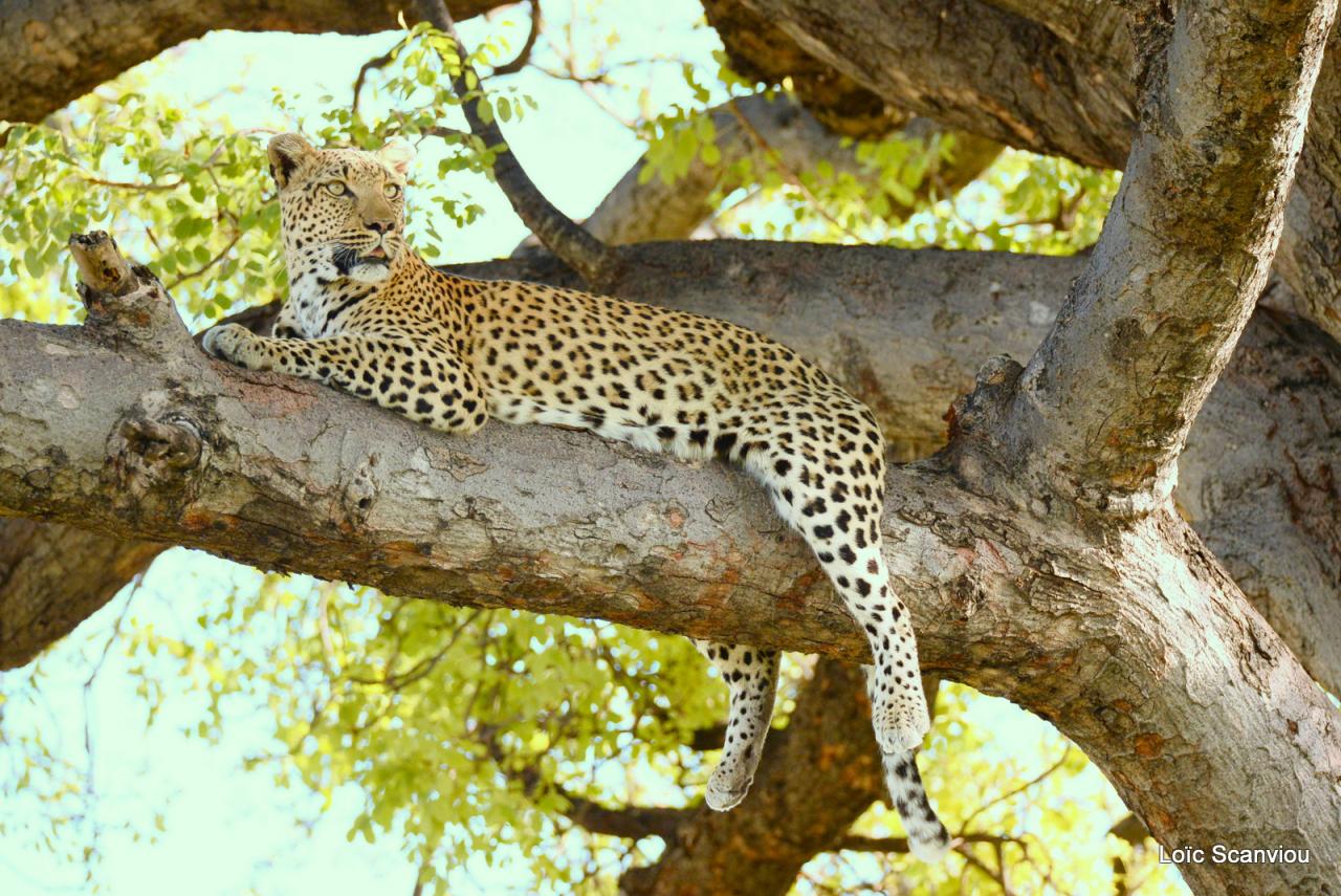 Léopard dans un arbre (22)