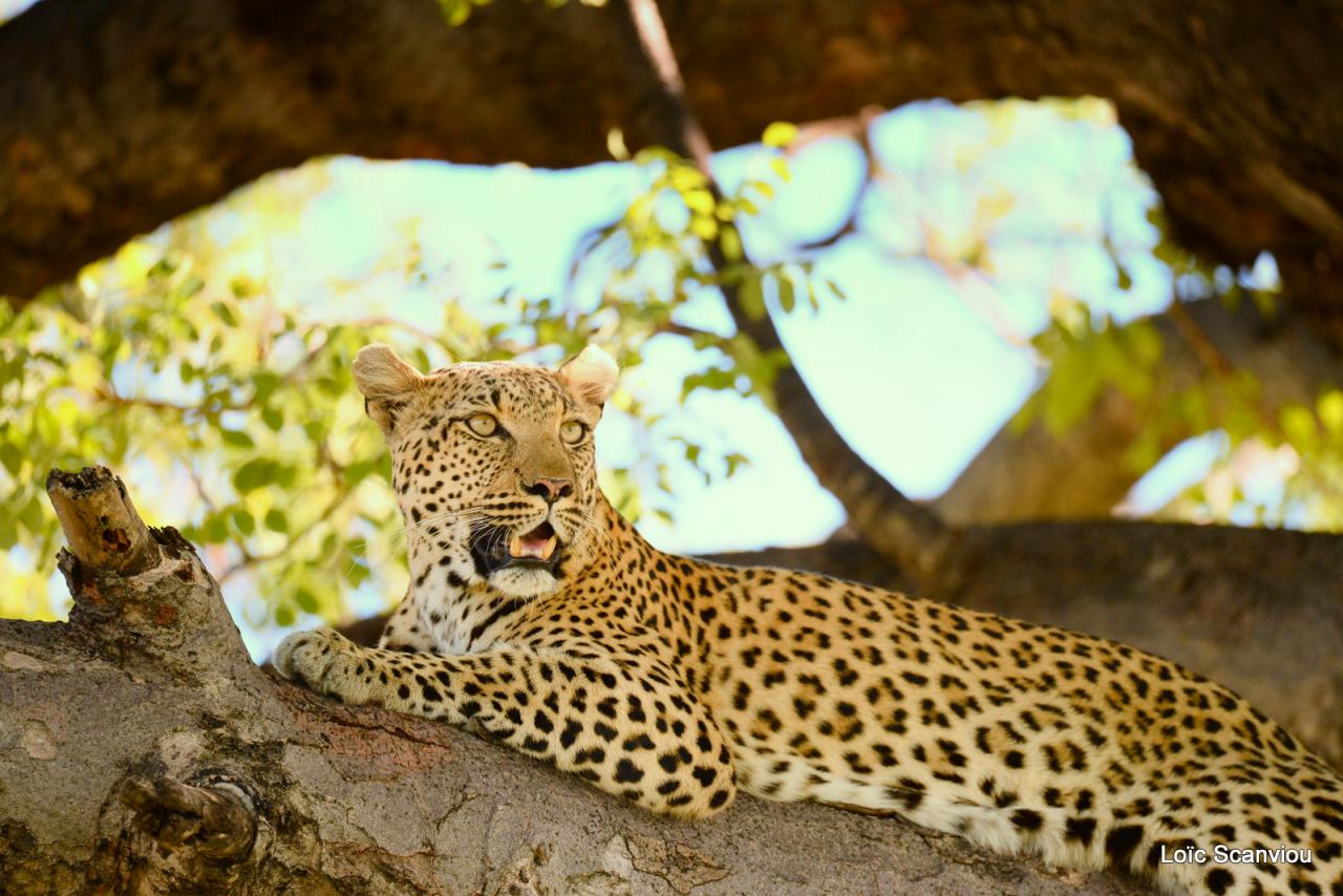Léopard dans un arbre (23)