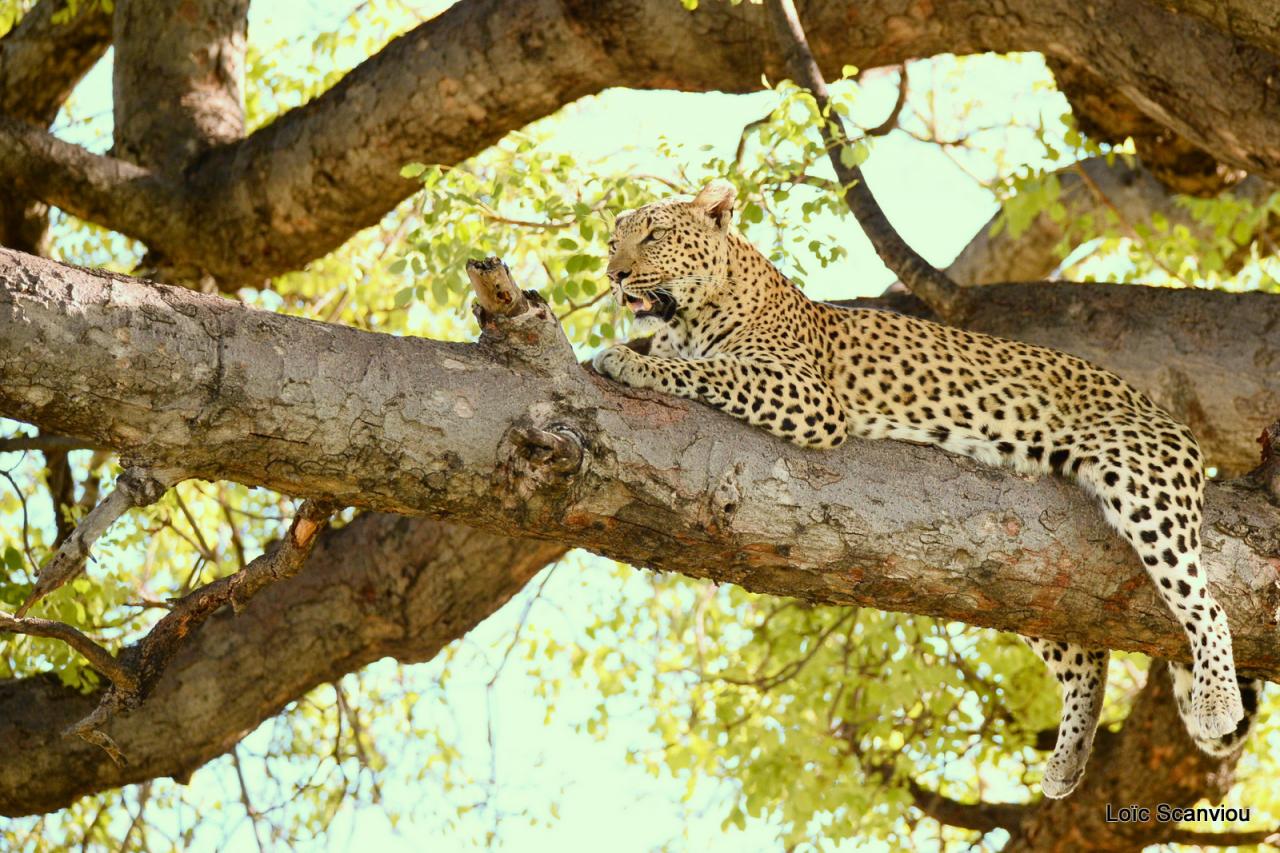 Léopard dans un arbre (24)