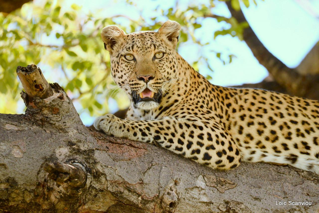 Léopard dans un arbre (25)