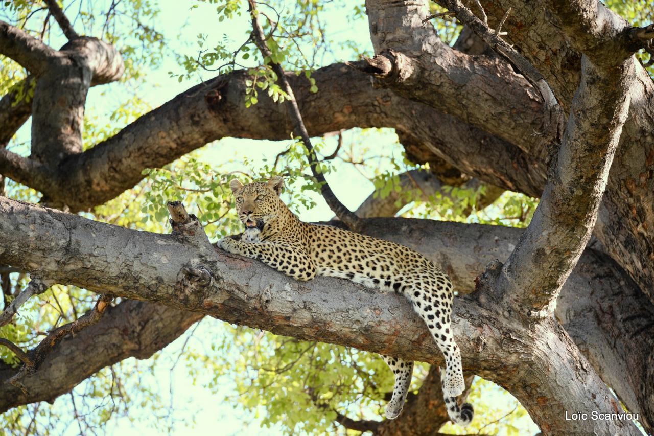 Léopard dans un arbre (27)