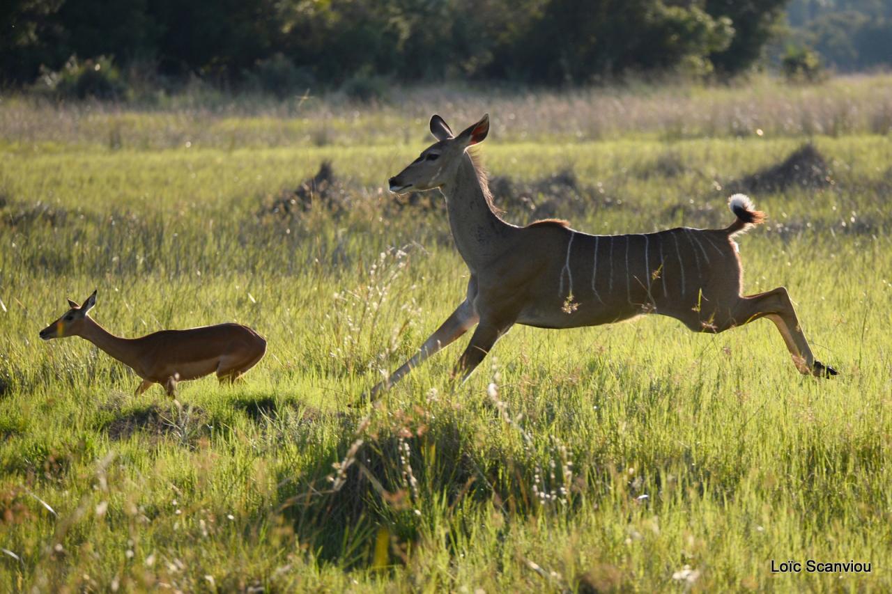Koudou/Kudu (8)