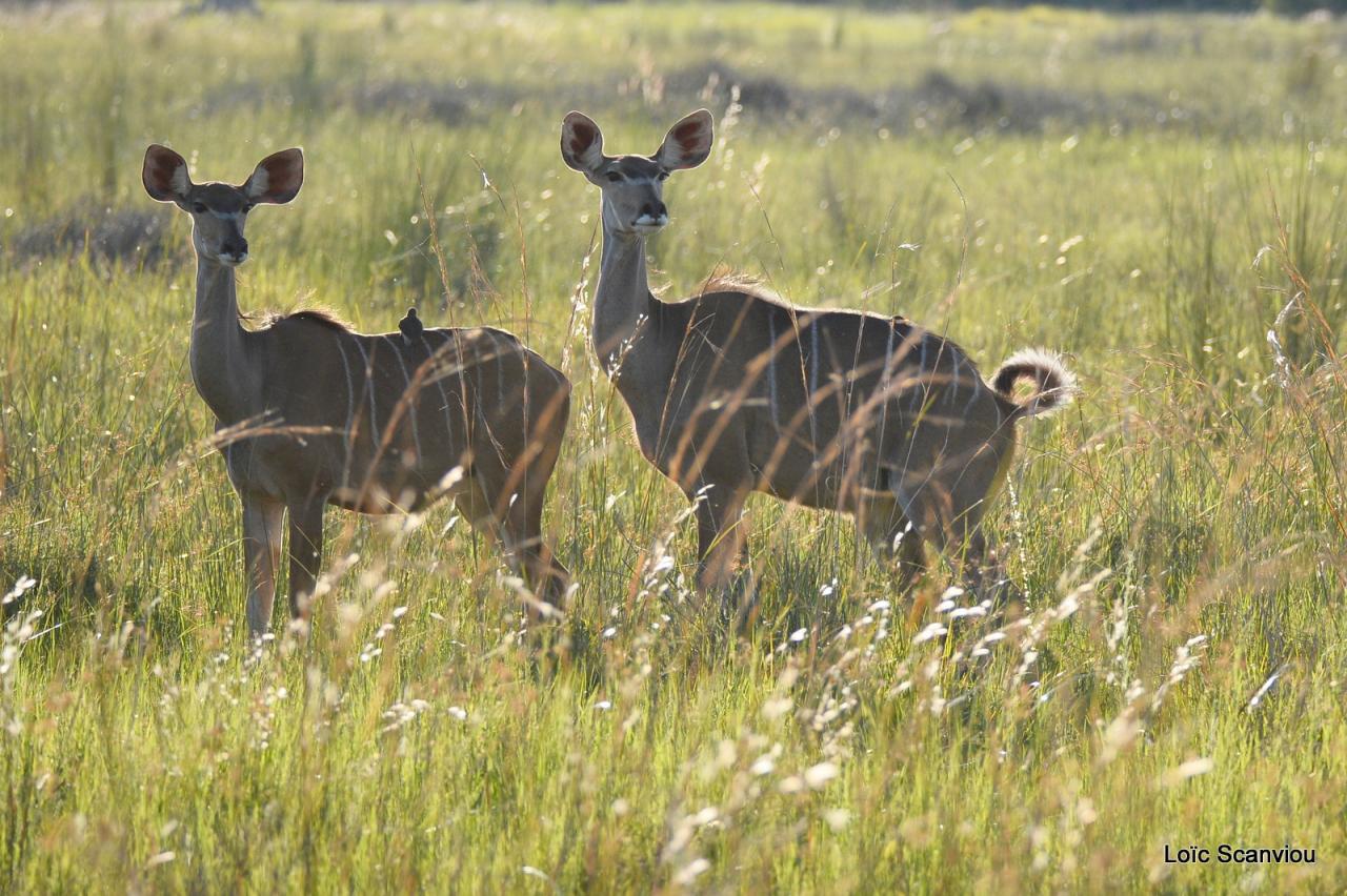 Koudou/Kudu (9)