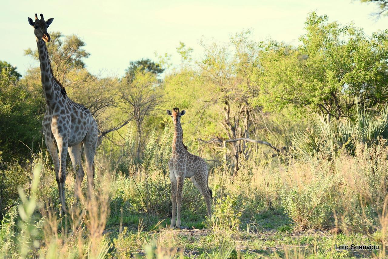 Girafe/Giraffe (14)