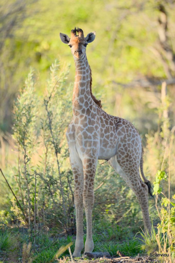 Girafe/Giraffe (15)
