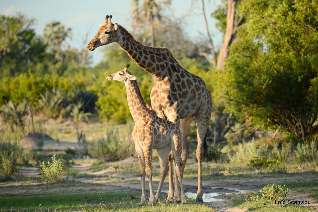 Girafe/Giraffe (16)