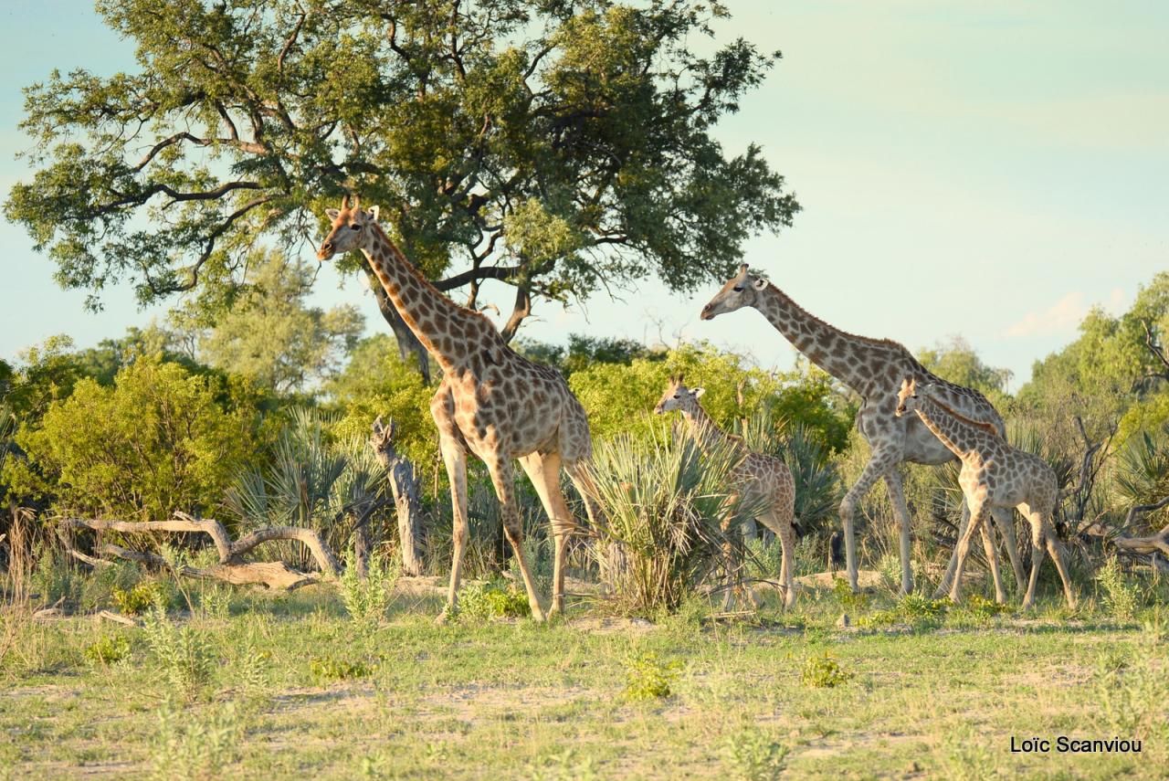 Girafe/Giraffe (17)