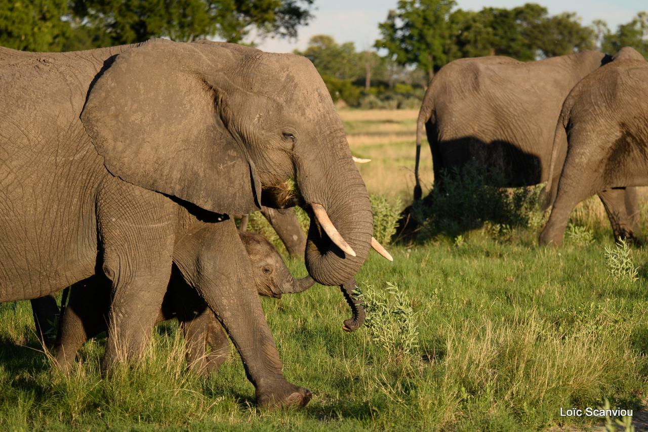 Eléphant (48)