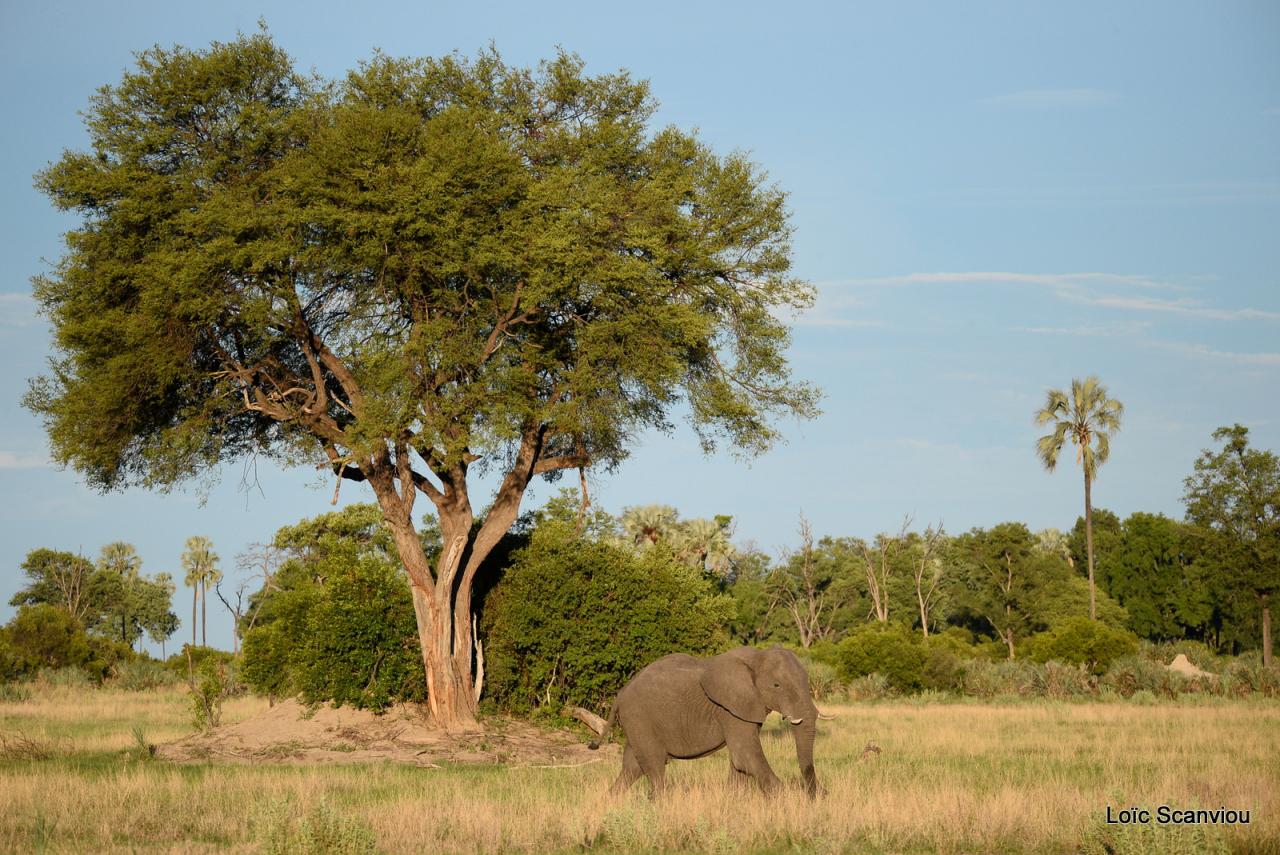 Eléphant (54)