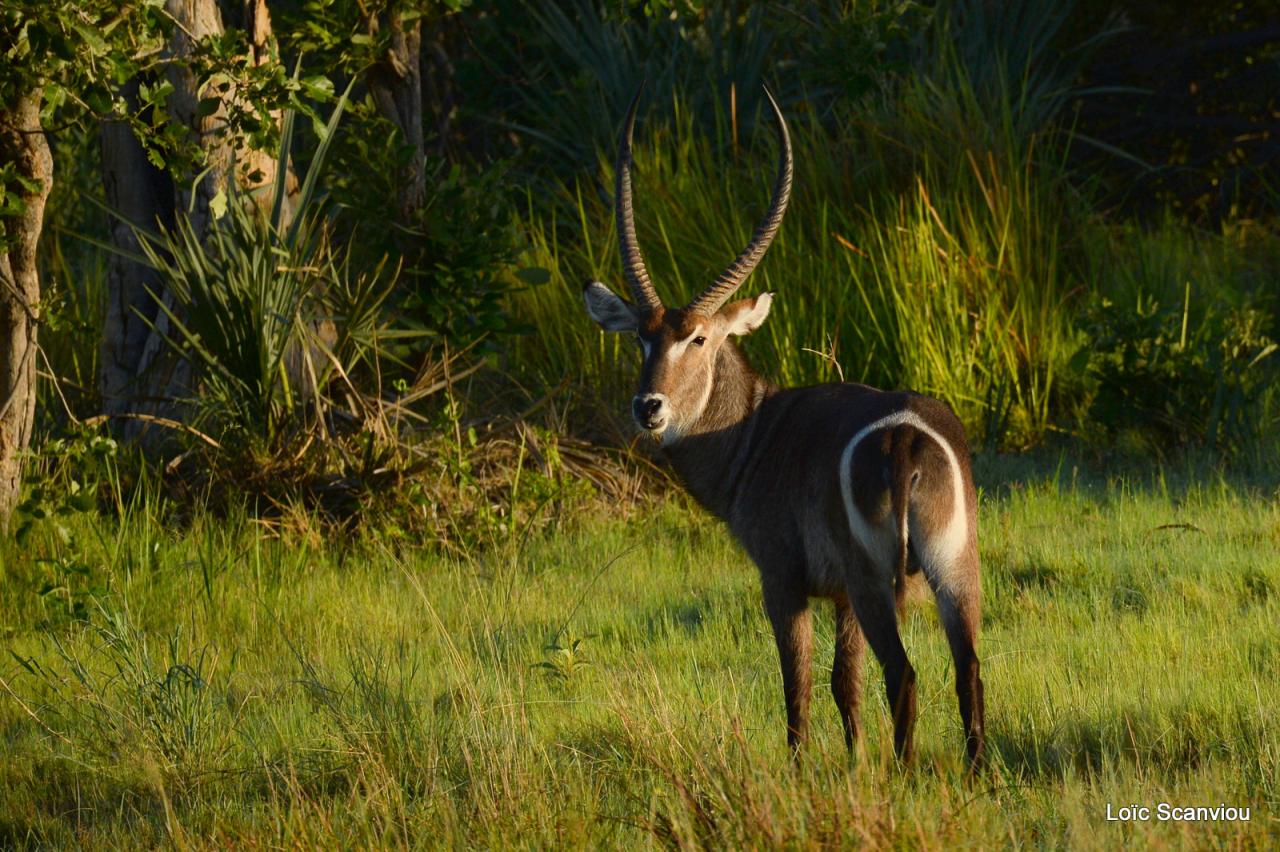 Cobe à croissant/Waterbuck (2)