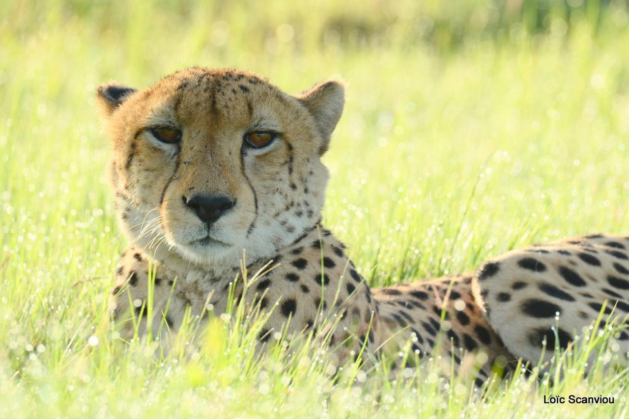 Guépard/Cheetah (28)